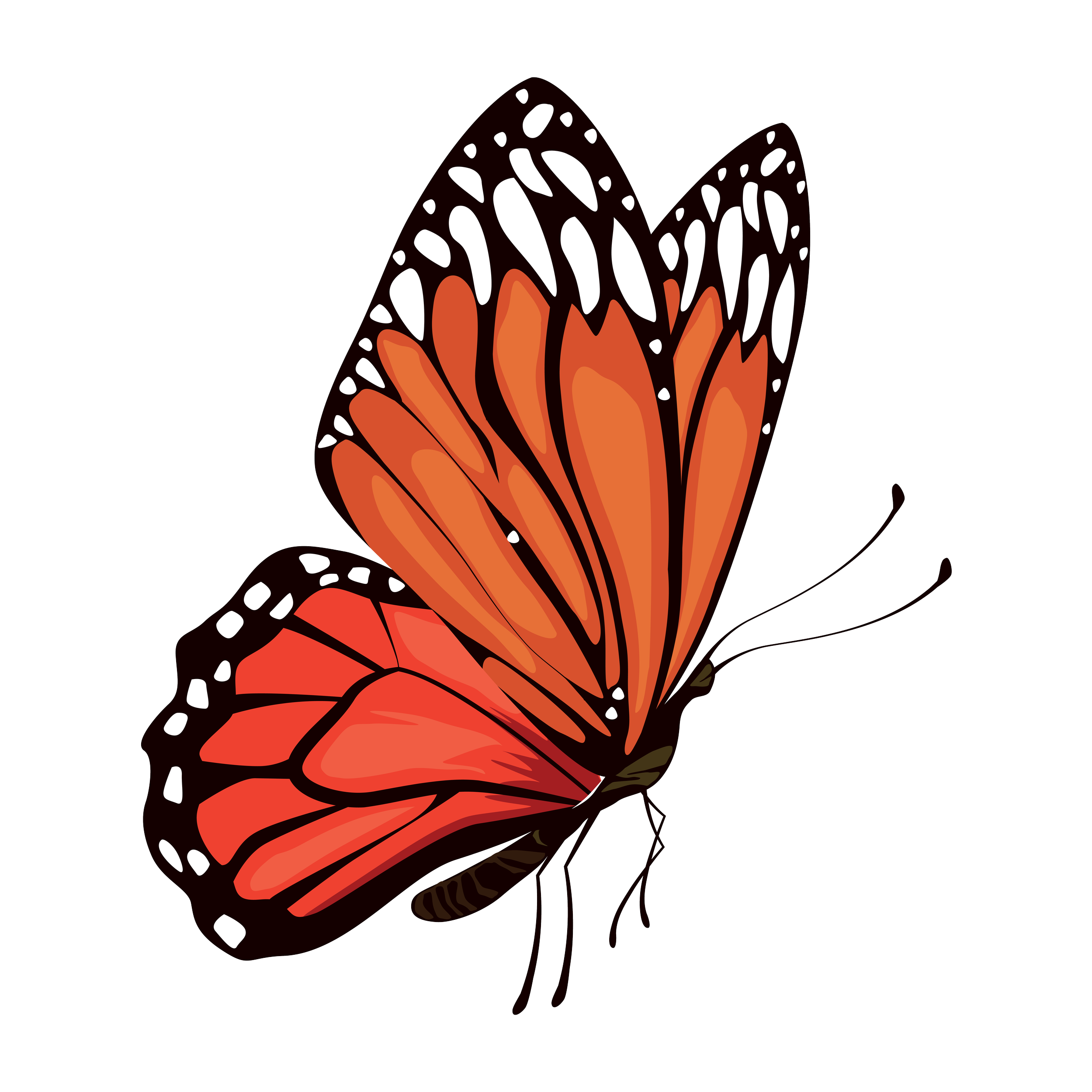 Colorful illustration of a Monarch butterfly with orange, black, and white wings against a black background.