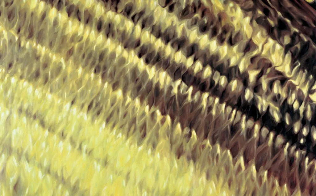 Diagonal verlaufende Fischhaut in Gelbgrün und Schwarz mit grafisch wirkender Struktur.