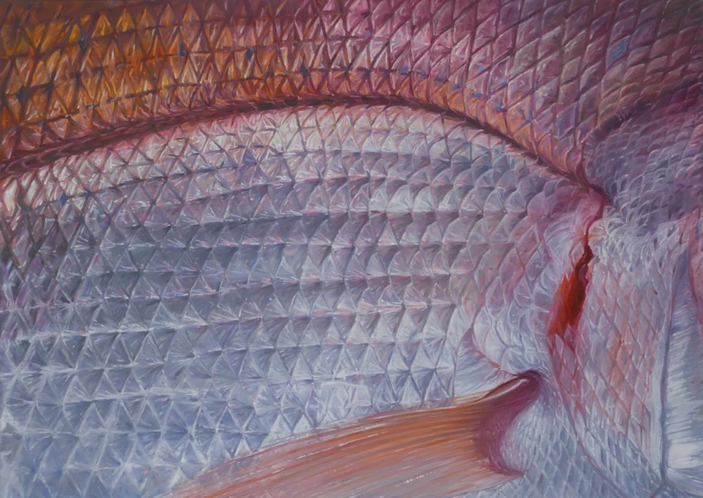 Detail einer Dorade mit silbrig-rosa Schuppen und zarter Flosse in Nahansicht.