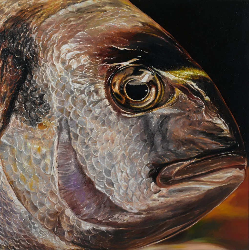 Portraitartige Nahsicht eines Fischkopfes mit großem Auge und braun- silbrigen Reflexen.