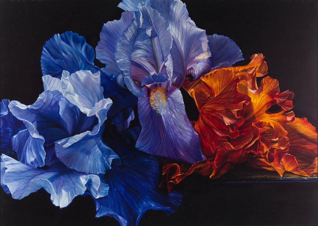 Iris-Stillleben von Lars Reiffers mit blauen und orangefarbenen Blüten vor dunklem Hintergrund.