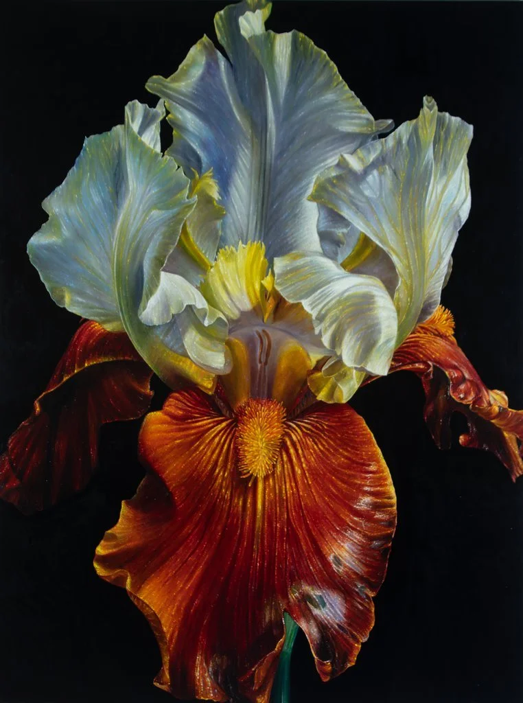 Nahansicht einer Iris in Weiß und Braun in einem Gemälde von Lars Reiffers vor dunklem Hintergrund.