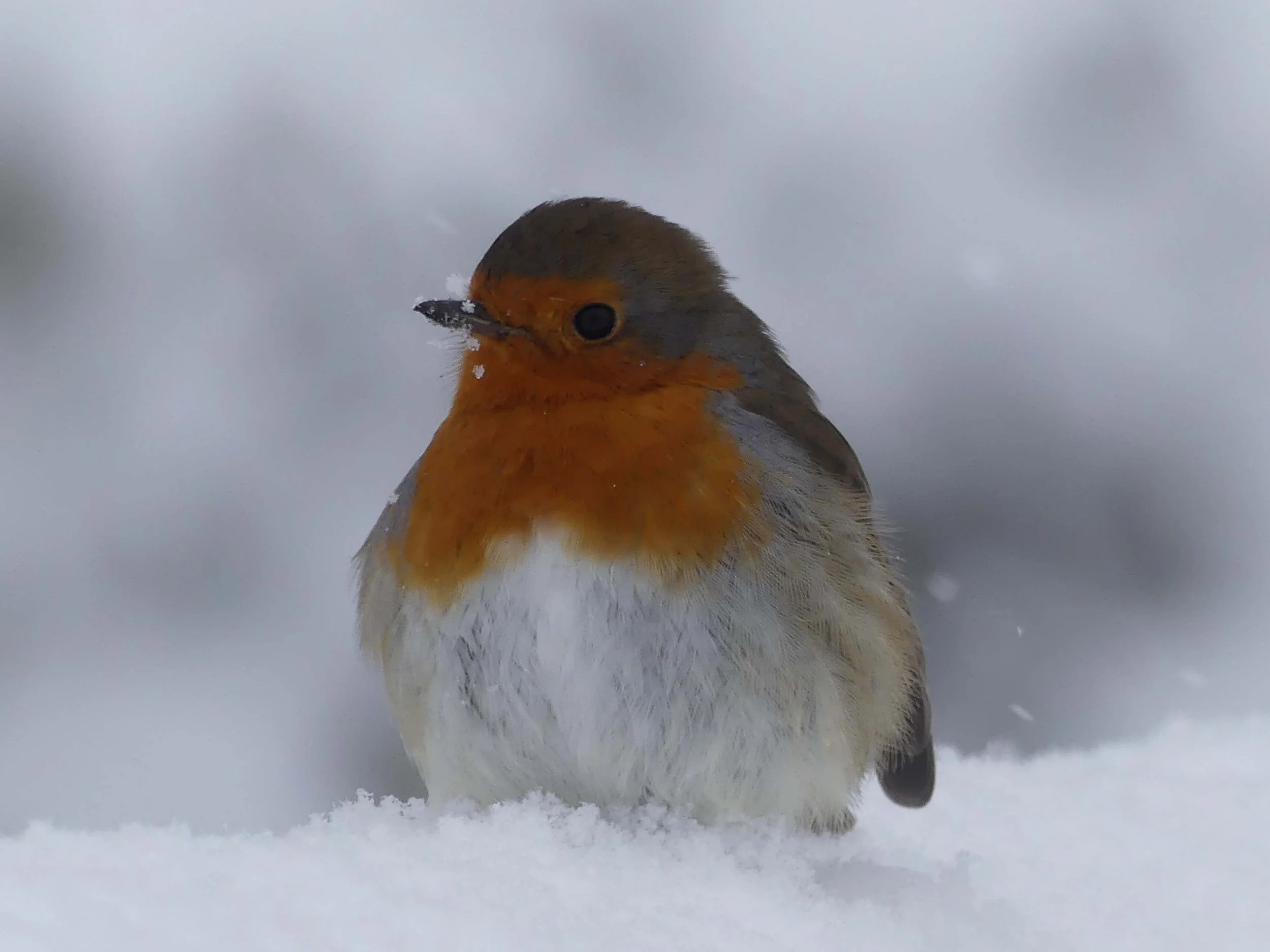 Robin in snow