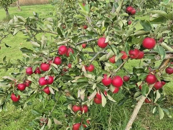 Autumn Harvest at Pippins