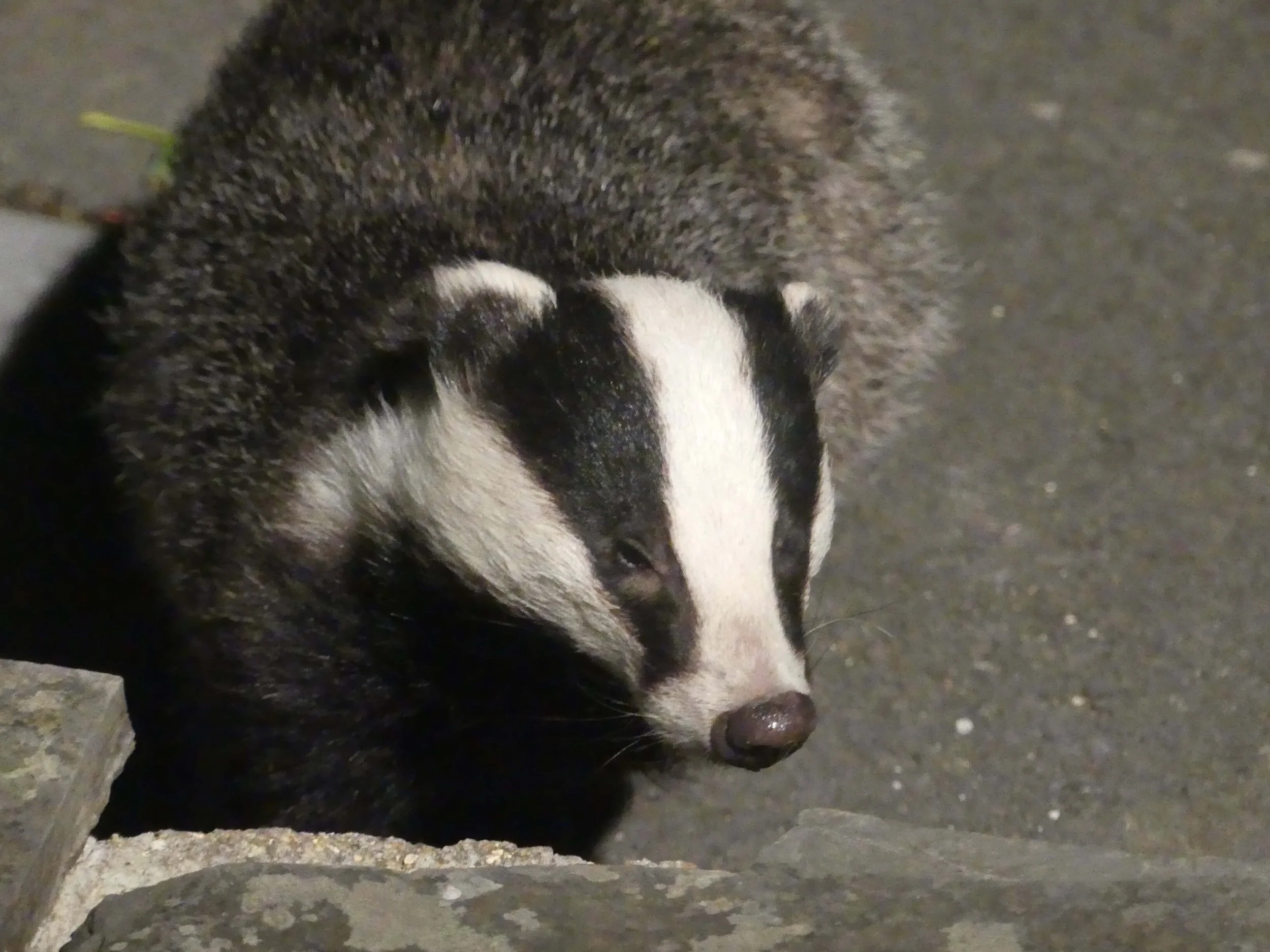 Close up of a badger