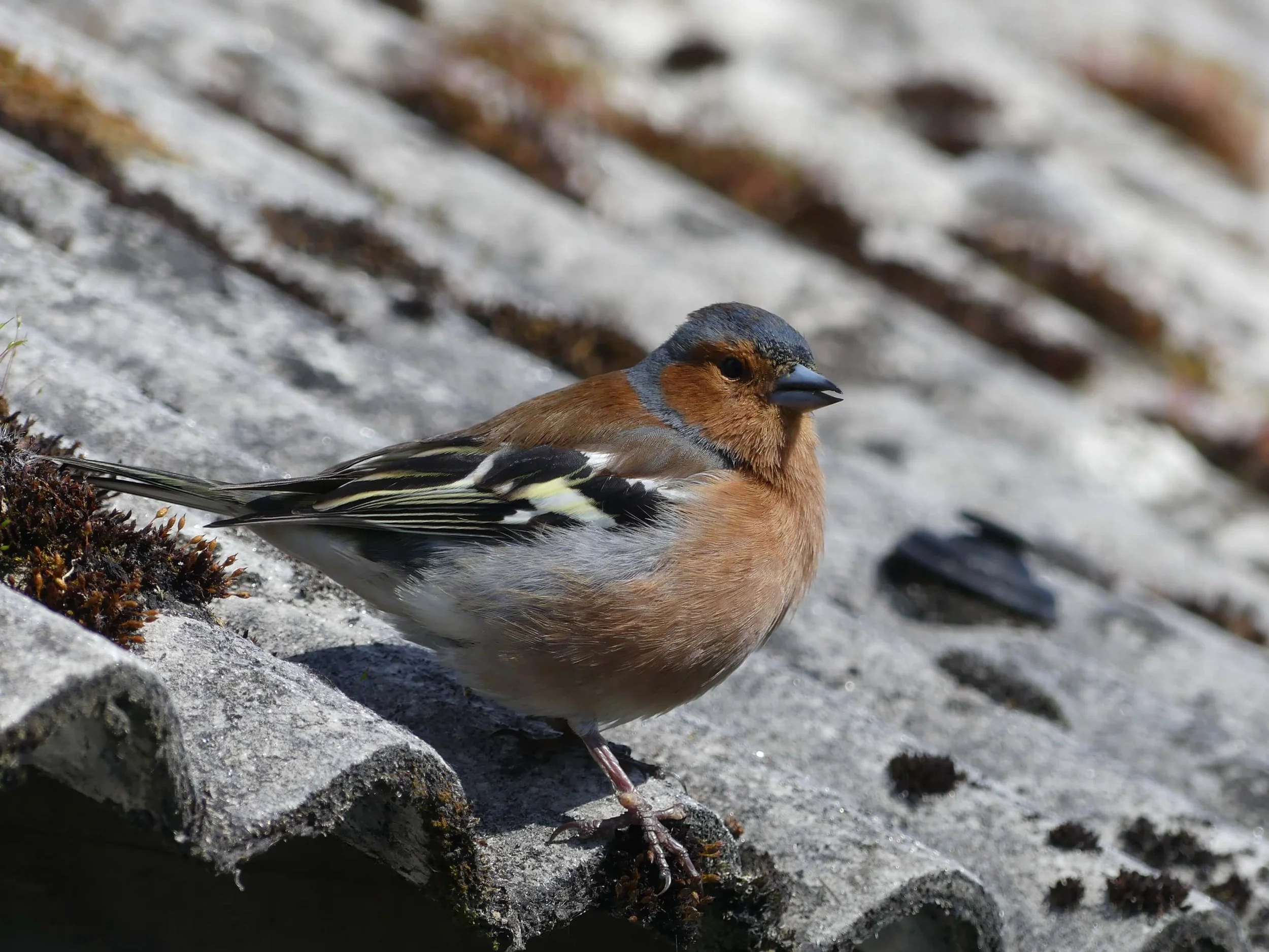 Chaffinch on roof