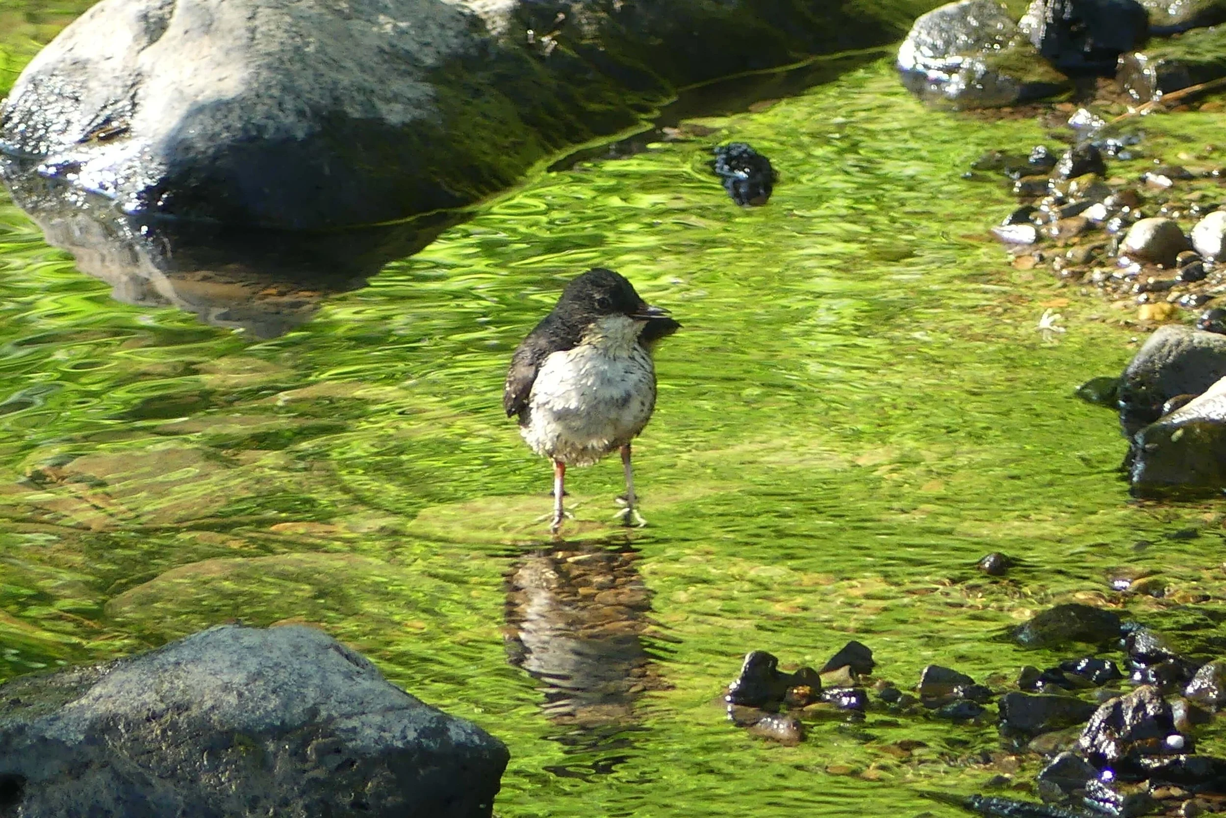 Bird, Dipper amongst rocks and water in River Ithon