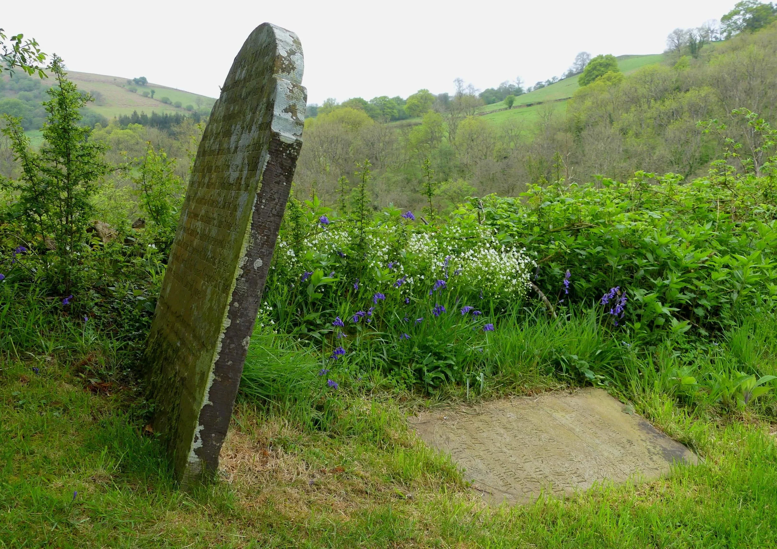 Gravestone in remote churchyard, with blubells