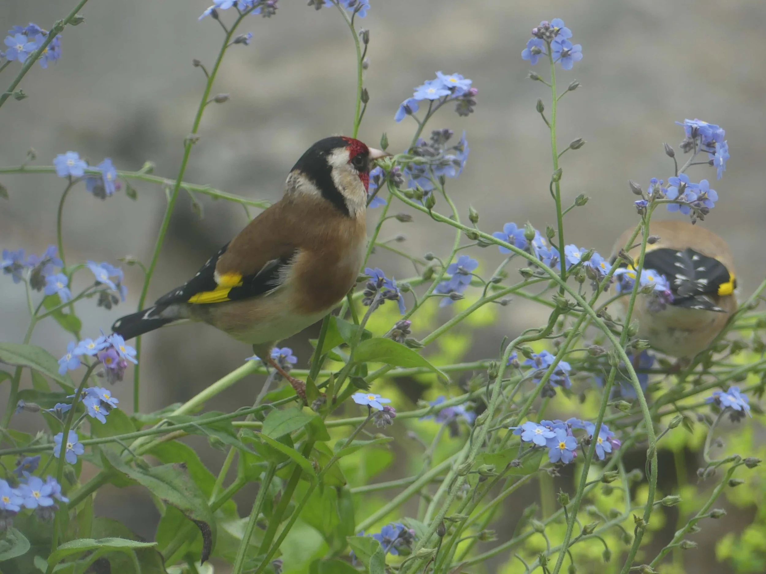 Goldfinch amongst plants