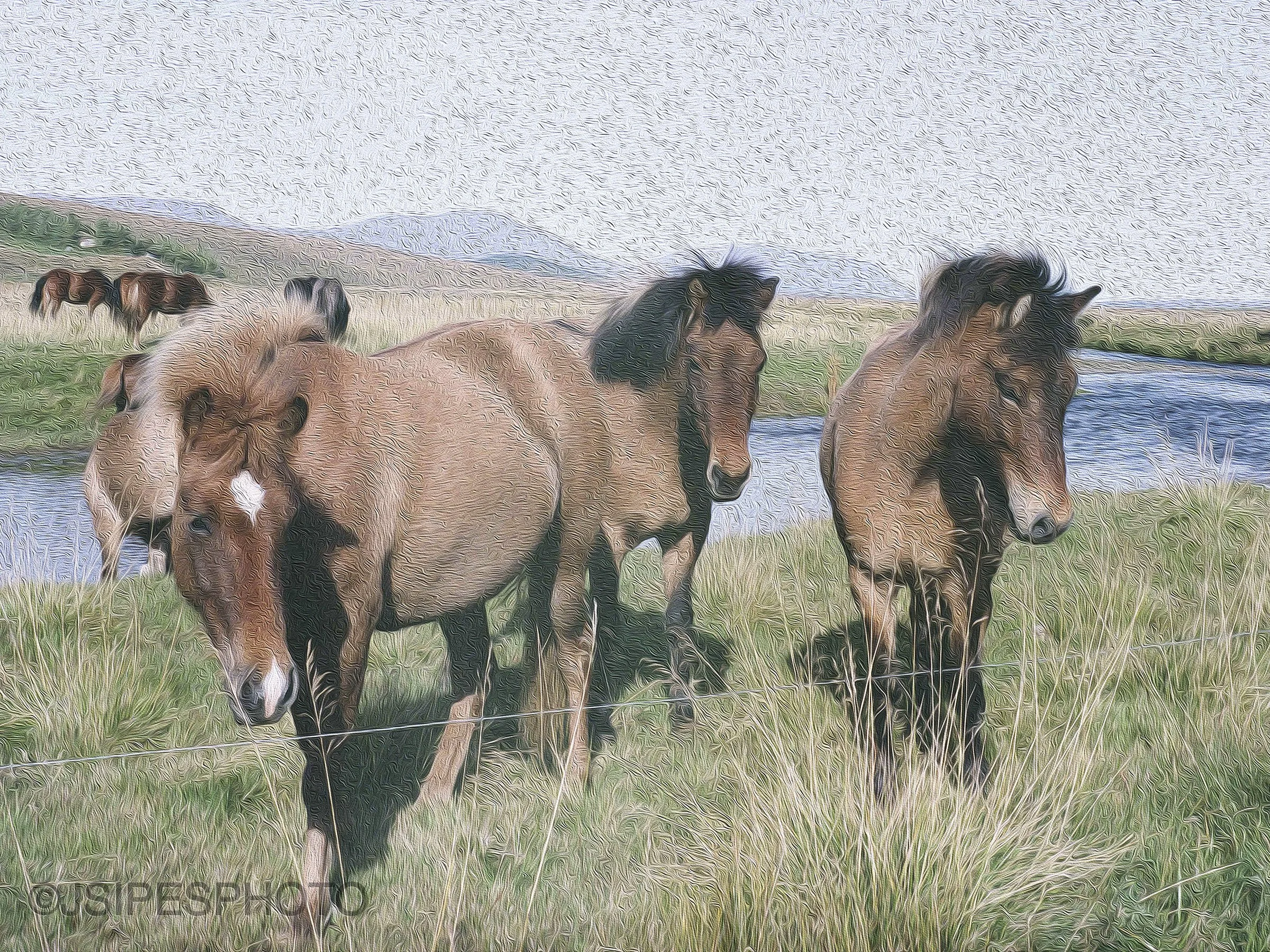 Horse Look Paint Brush Style