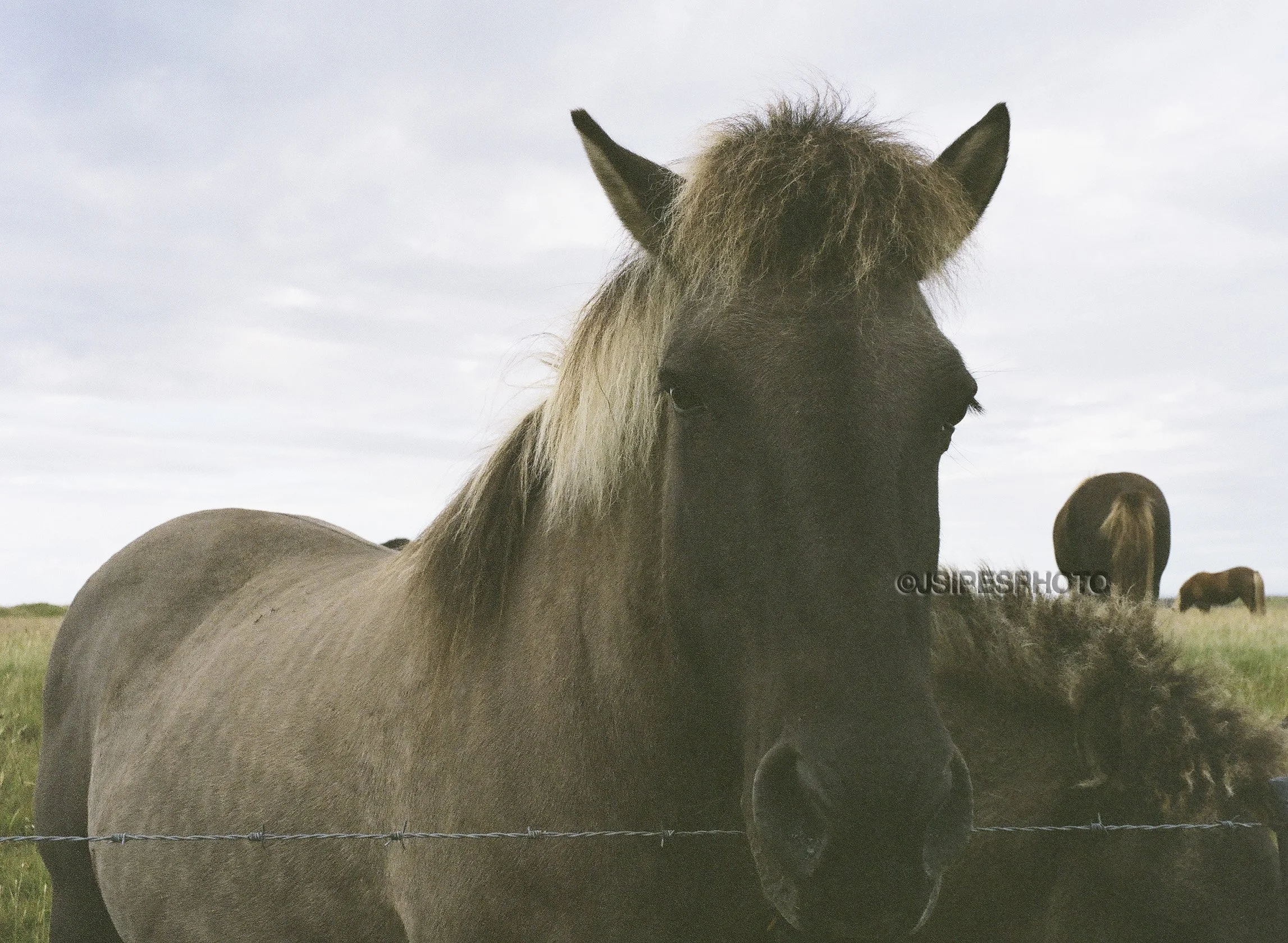 Icelandic Horse