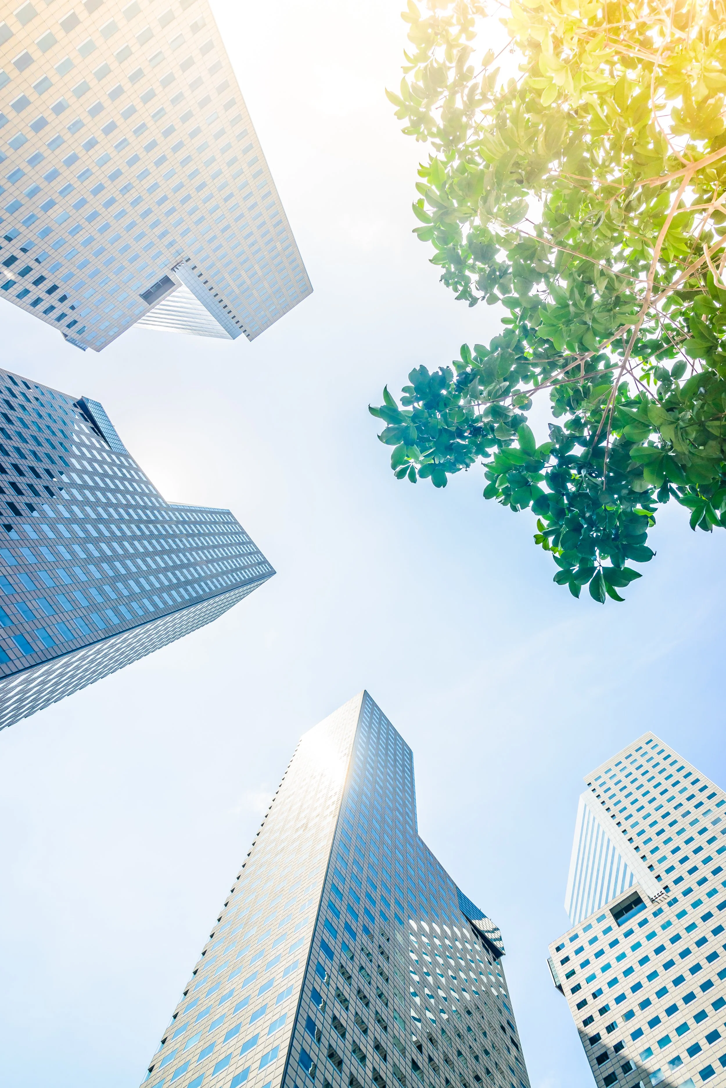 Vue en contre-plongée de plusieurs gratte-ciel en verre avec des fenêtres toutes en rectangles, et un arbre avec des feuilles vertes dans le ciel en arrière-plan.