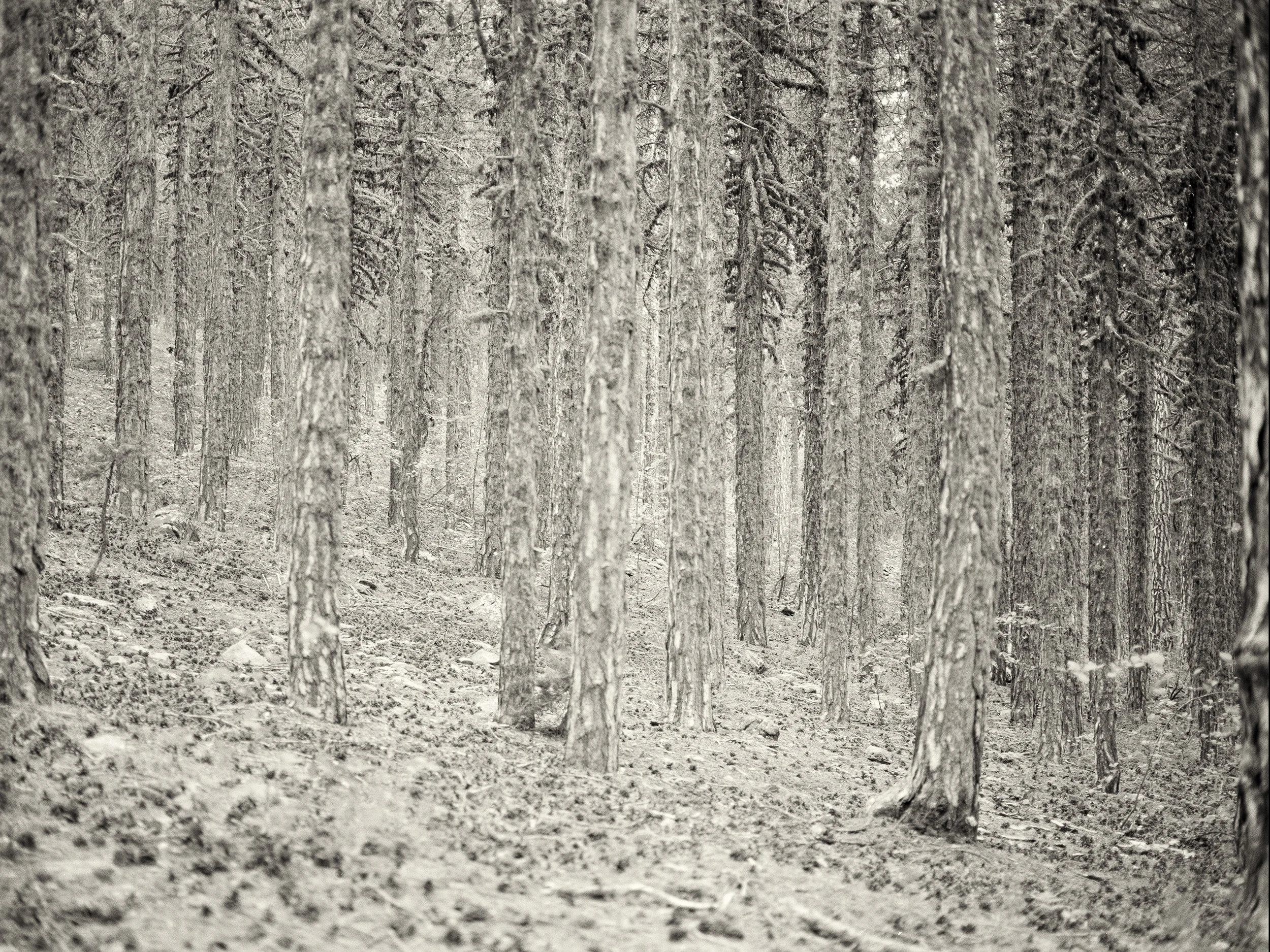 Black and white photographic image of the vertical pattern made by the many tree trunks in a Scots Pine Forest in the Troodos Mountains of Cyprus