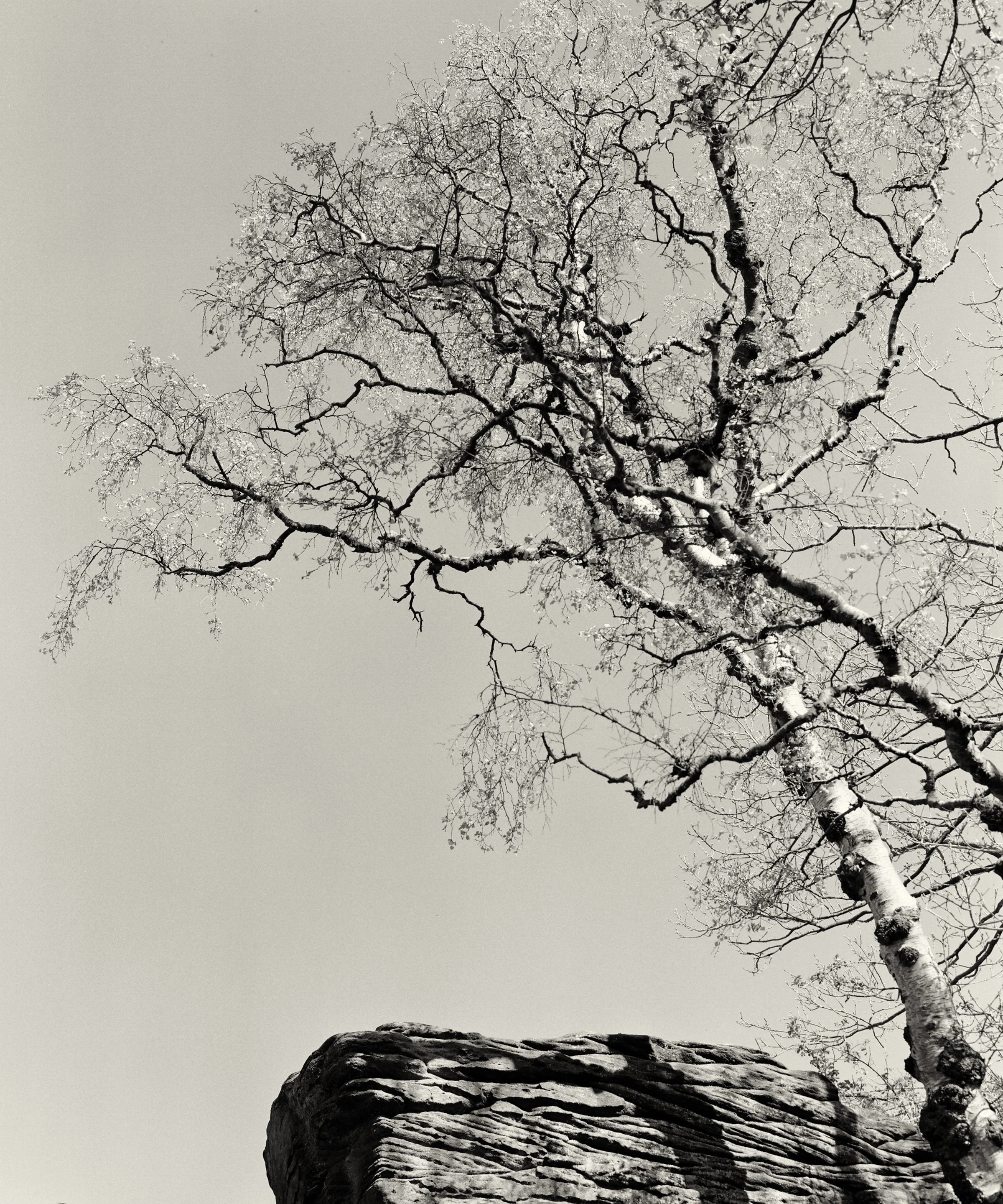 Black and white photographic image of a silver birch on shipley glen with branches in a chaotic pattern against a clear and simple sky