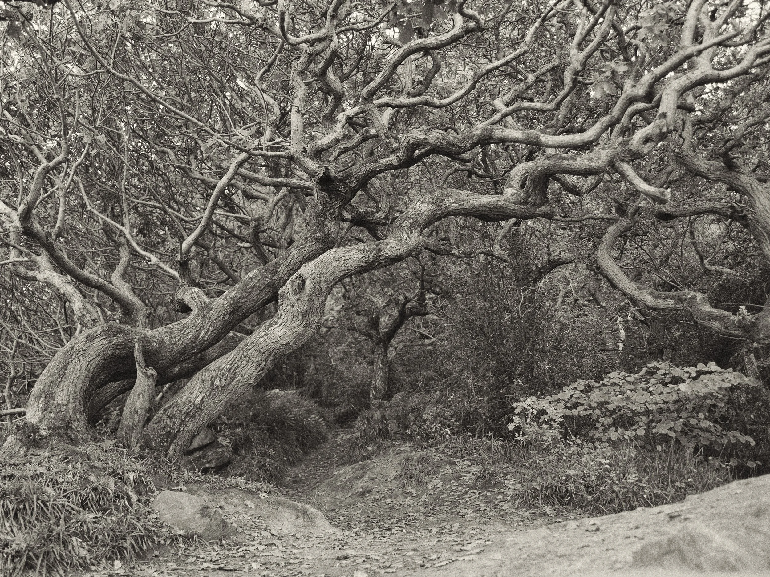 Black and white photographic image of a bending oak tree with wavy limbs at Hayburn Wyke, North Yorkshire