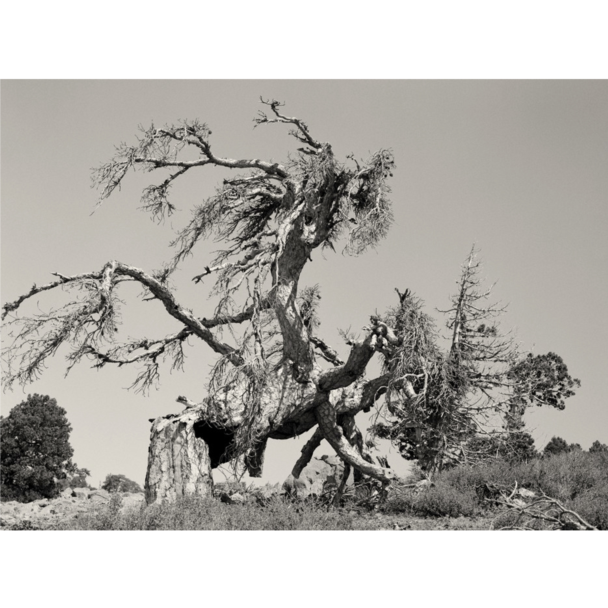 TROODOS MOUNTAIN TREE