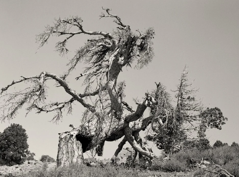 Black and white photographic image of a wide and weathered Cyprus Pine with an unusual shape on Troodos Mountains