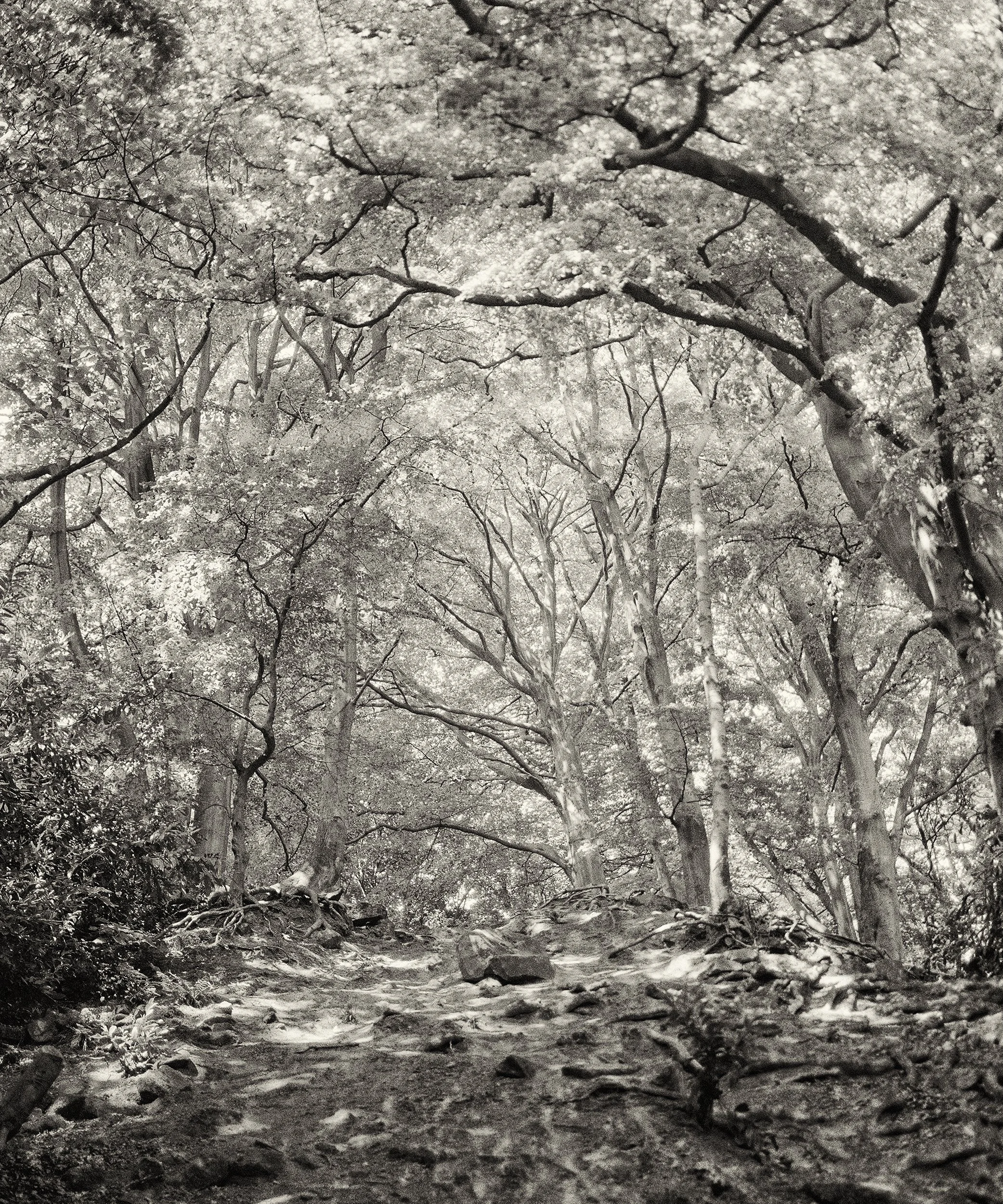 Black and white photographic image of tall trees creating an arc with dappled sunlight hitting a rocky ground on Meanwood Valley Trail in Leeds