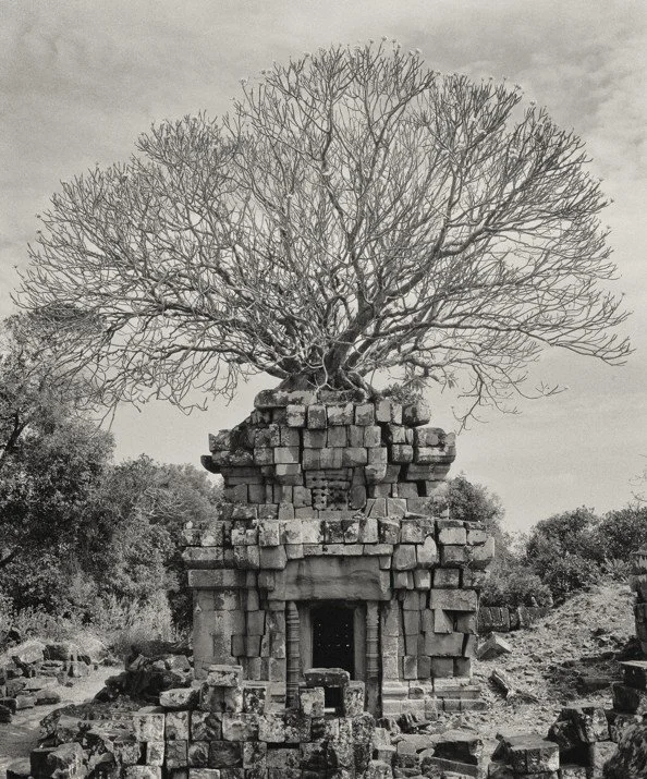 Black and white photographic image of a tree blooking atop a temple at Angkor site of Phnom Bok in Cambodia