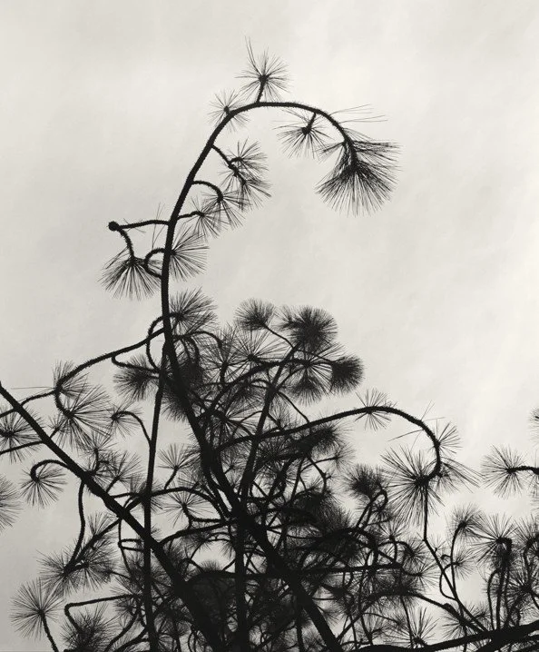 Black and white photographic image of the dancing curved branches of a Scot's Pine against a gently atmospheric sky in North Yorkshire