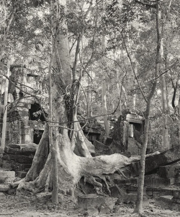 Black and white photographic image of a very tall ancient tree with roots growing and spreading over temple ruins
