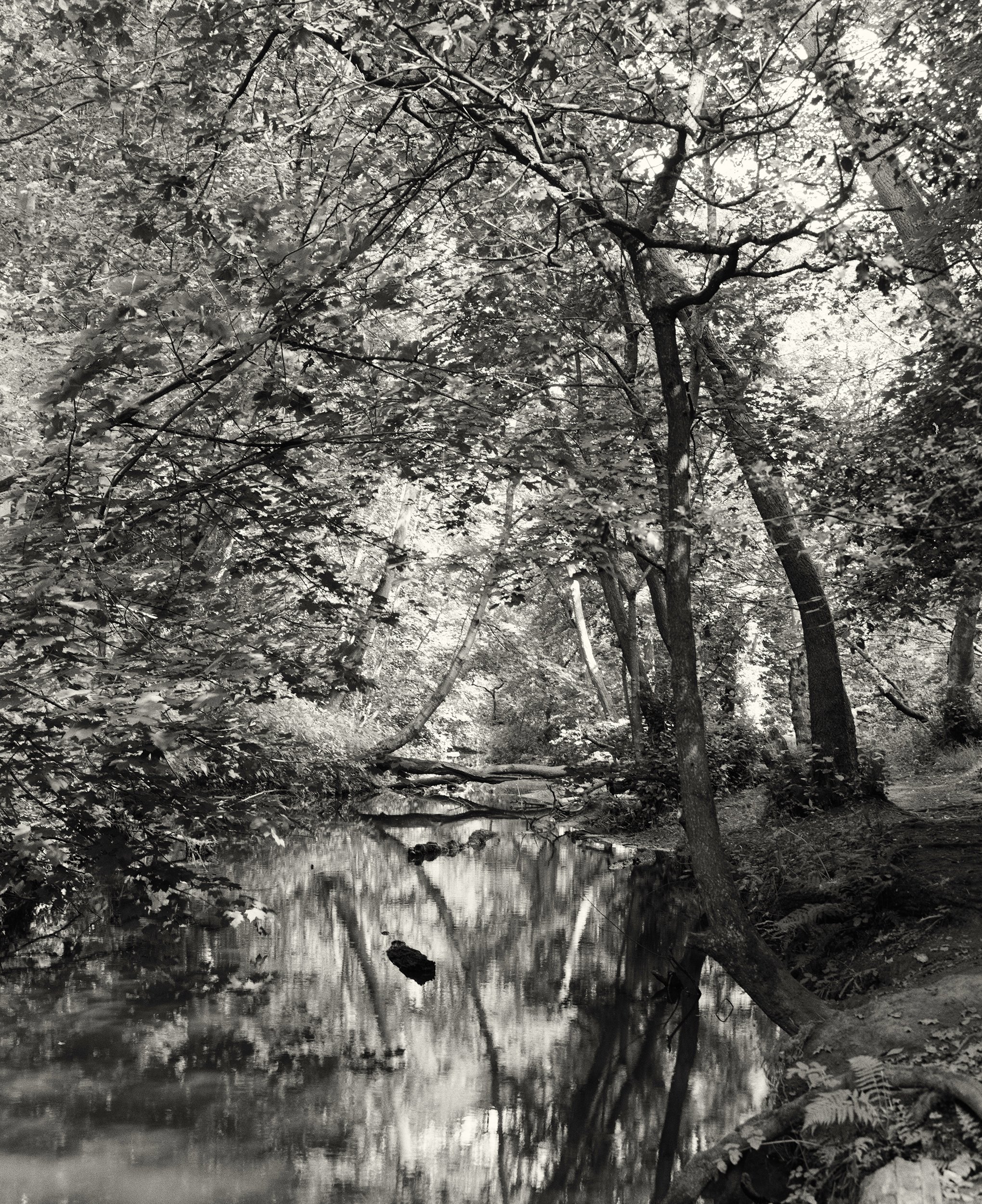 Black and white photographic image of tall trees arching over and reflected in the still waters of Meanwood Beck on the Meanwood Valley Trail, Leeds