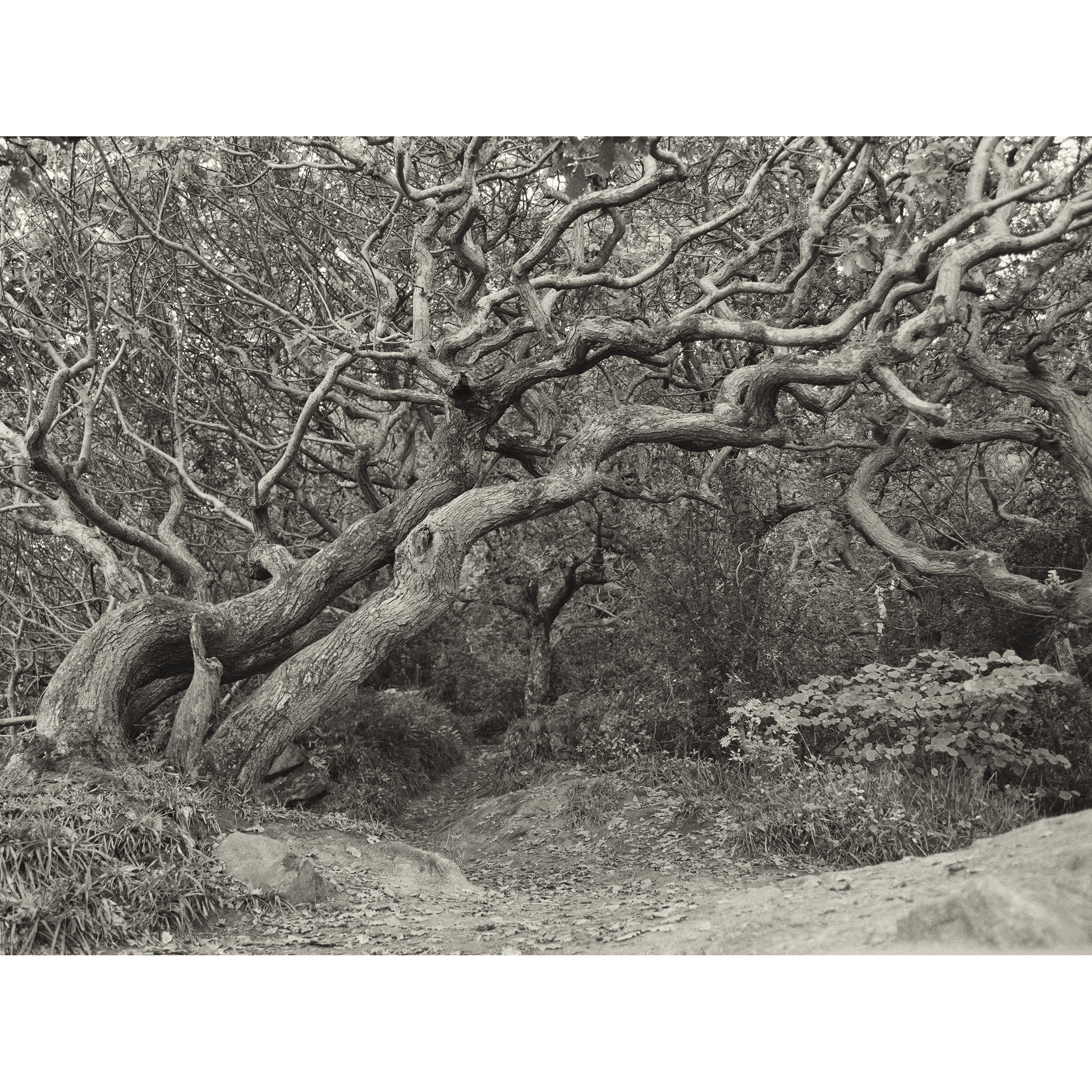 WINDING OAK