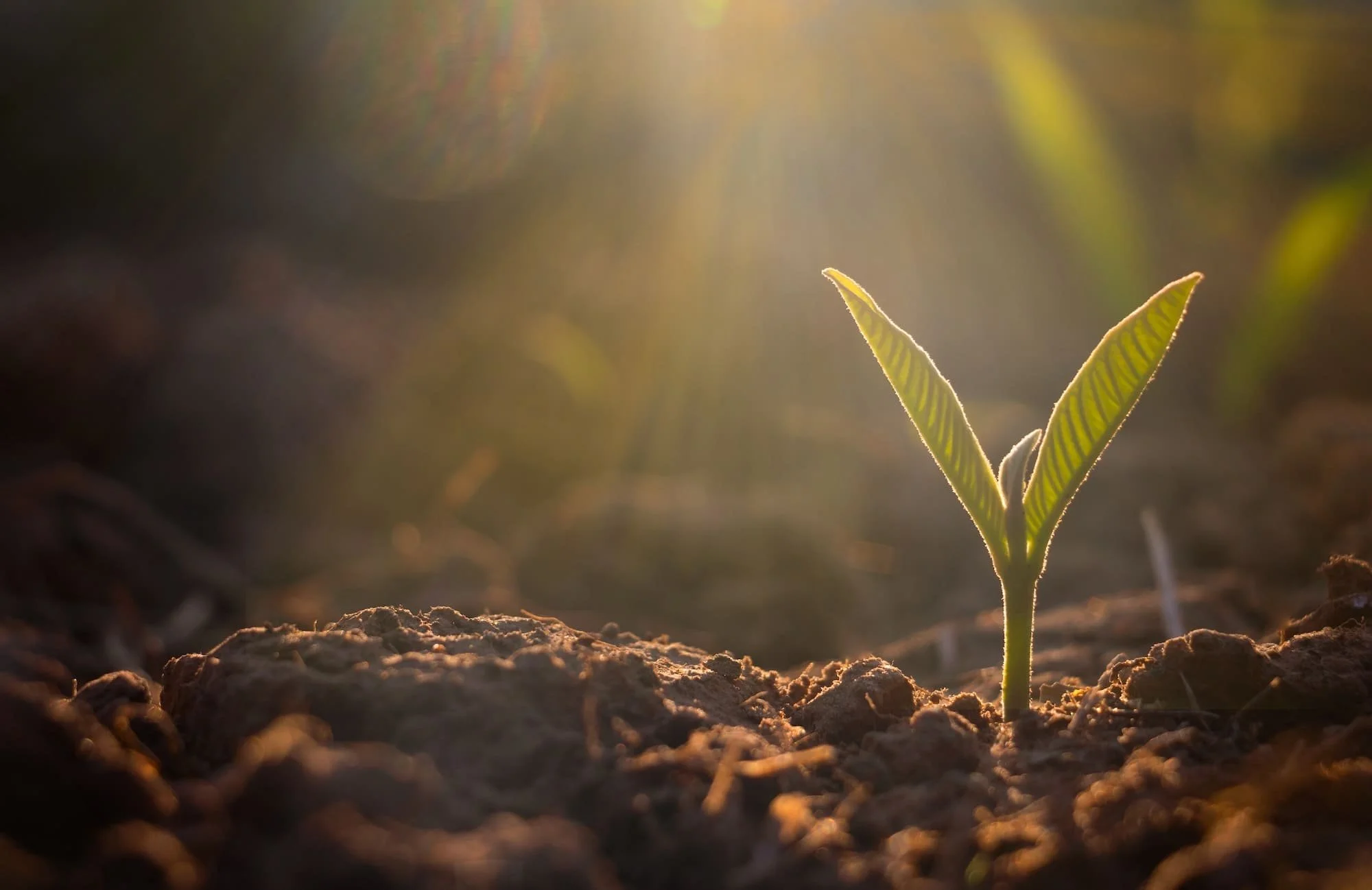 dirigeant gestionnaire entrepreneur