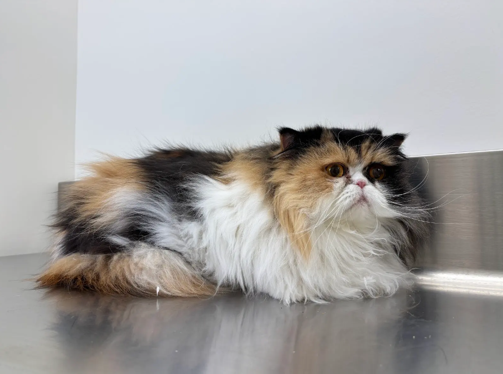 Calico Persian cat lying on a stainless steel examination table in a veterinary clinic.