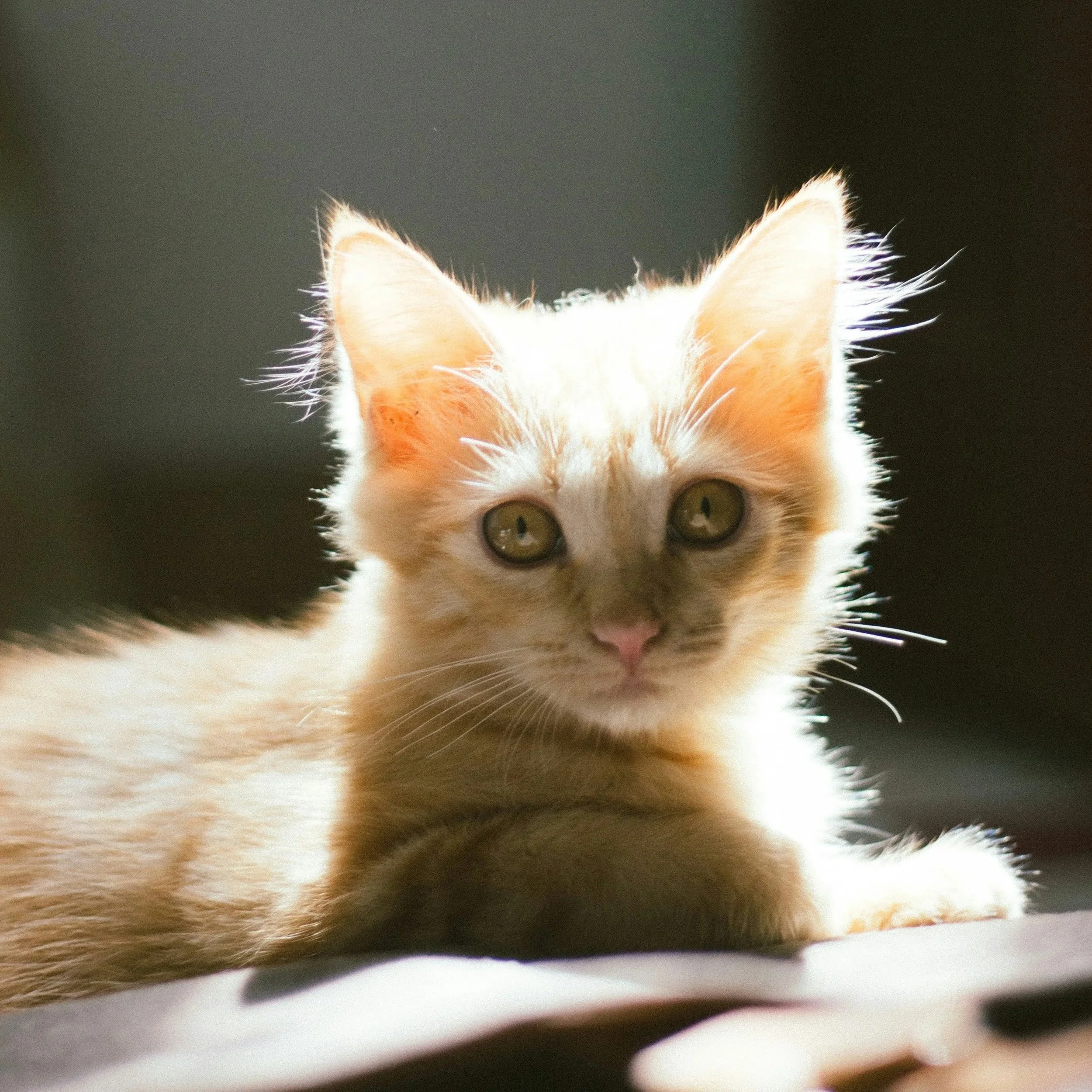 A light-colored kitten lying on a surface, looking directly at the camera with sunlight illuminating its face and ears.