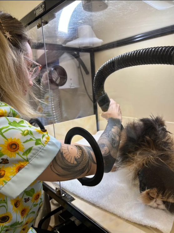 A veterinarian or technician in glasses and a sunflower-patterned uniform is working with a cat inside a sterilization or surgery chamber.