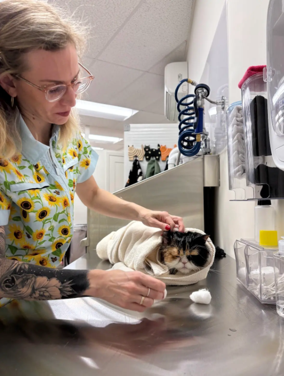 A veterinarian in a sunflower-patterned shirt gently examines a cat wrapped in a towel on an examination table in a clinic.