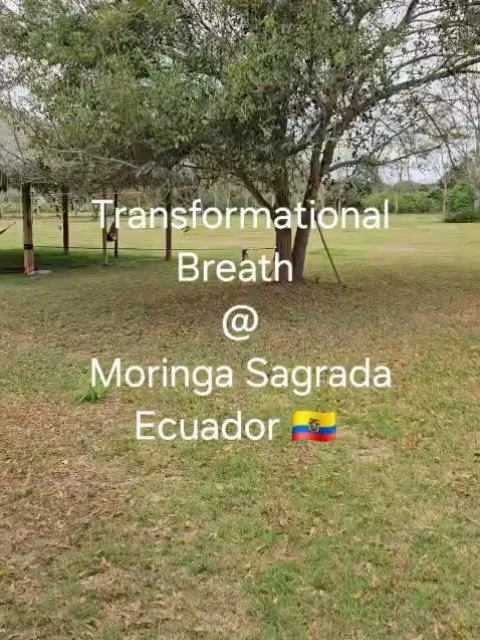 Had an amazing Transformational Breath&reg;️session @ Moringa Sagrada yesterday. What a blessing to share this breath with these beautiful souls 💜 Gluten Free desserts at the cafe later on! 
#blackberrycheesecake #pistachiotorte #brownie
#transforma