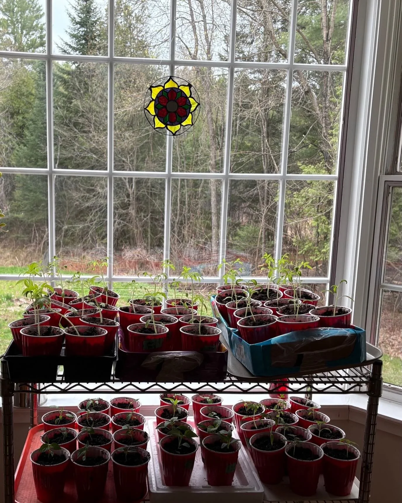Some of our tomato 🍅 and pepper 🌶️ seedlings getting some sun.🌞 
I resisted buying these plastic cups for transplants, but since this is the fourth year we are reusing them, with it looks like many years to come, I am feeling somewhat better about