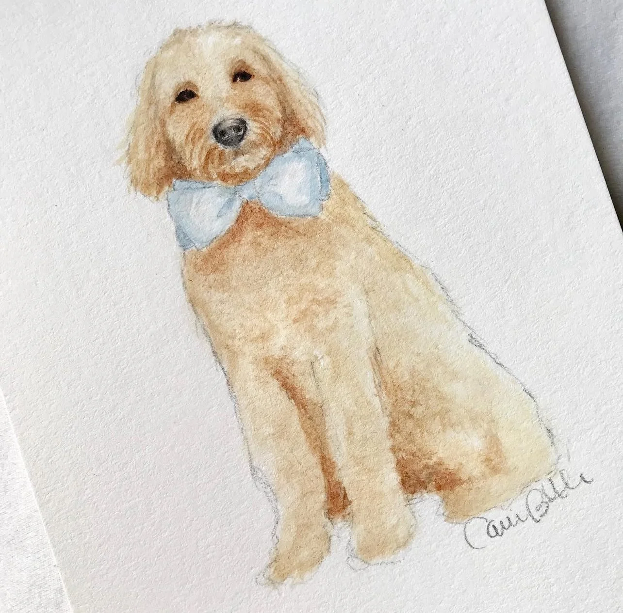 Golden Doodle Illustration by Carrie Beth