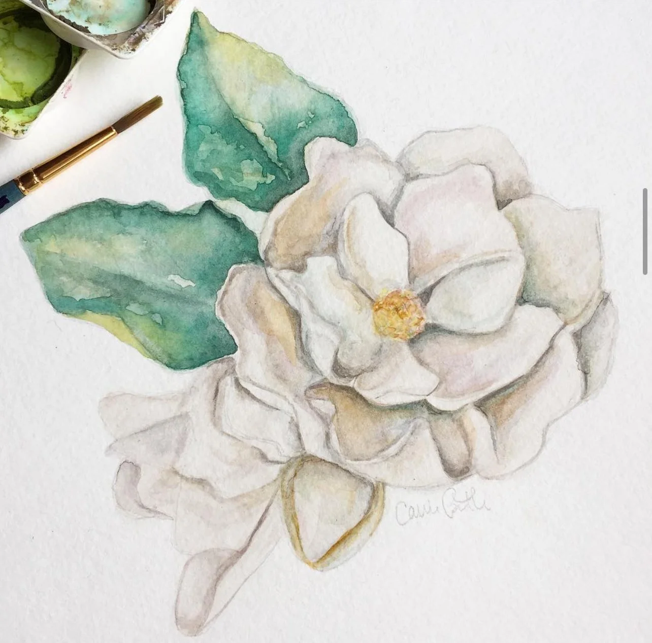 Single Magnolia Illustration by Carrie Beth