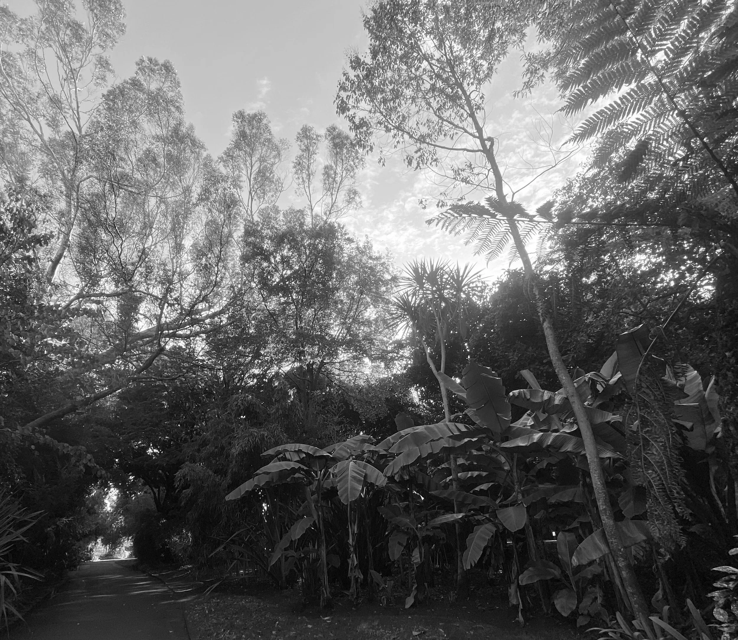 A Walk Through Fox Rosehill Gardens