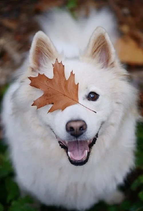 Pawsitively Adorable Dog Magnets