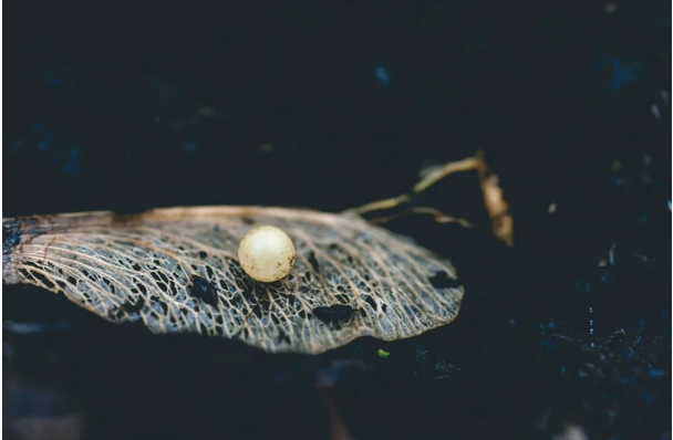 A small pearl resting on delicate leaf.