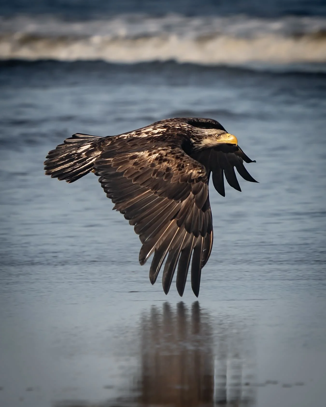 It was a misty morning, walking barefoot through the painfully cold Pacific waters as I tried to get into position to photograph a few eagles scouring the beach. Here an immature bald eagle swoops by only millimeters above the wet sand. I think the c