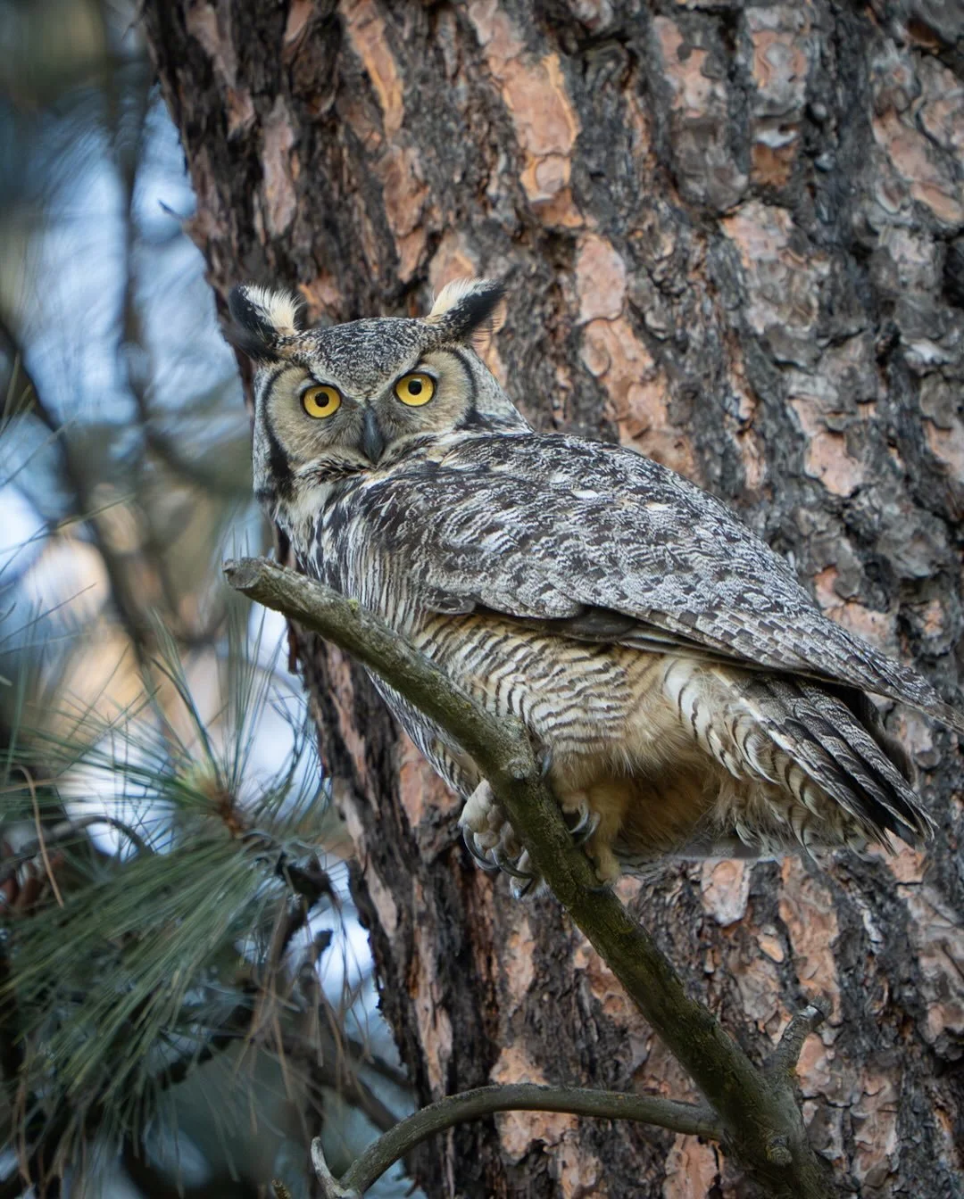 Where the last trees meet the first fence posts, great horned owls rule the twilight. They are my favorite birds in this landscape, guardians of the boundary between the wild and the worked.
&mdash;&mdash;
#owl #washington #palouse