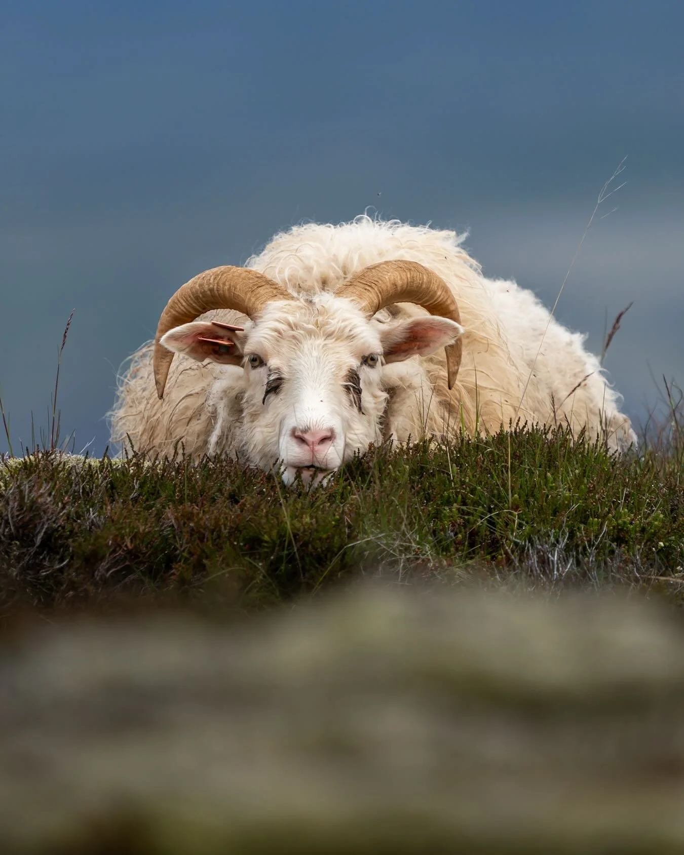 Feeling like this Icelandic sheep right about now. Exhausted! We have been trudging through the Iceland landscape for many weeks now, and it feels like it is time to move on. Time to come back to familiar shores&hellip;and mountains! 
Thanks for foll