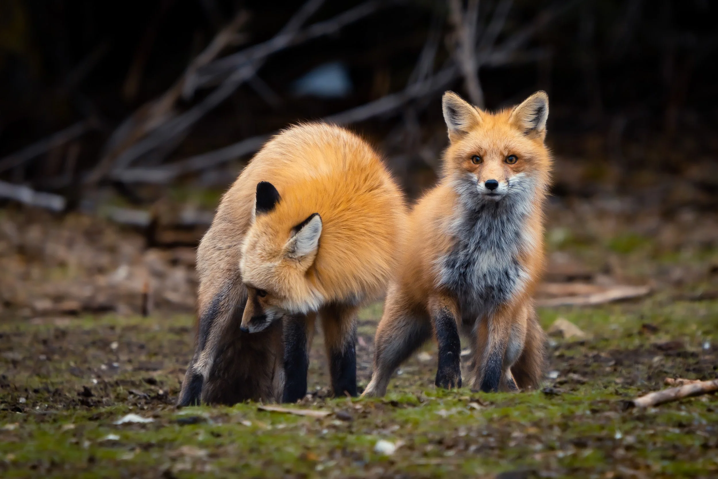 Wasatch National Forest, Utah