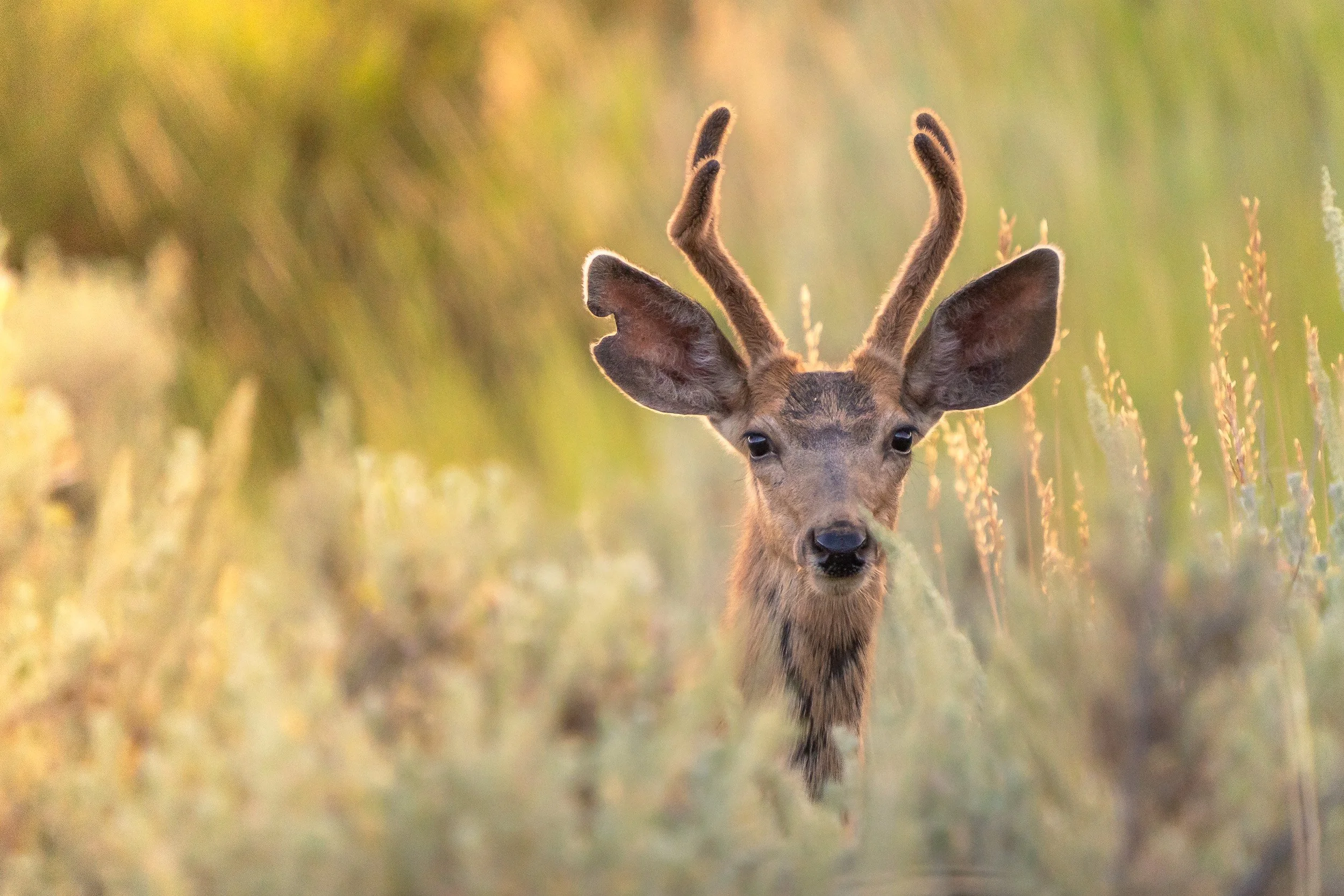 Cache National Forest, Utah