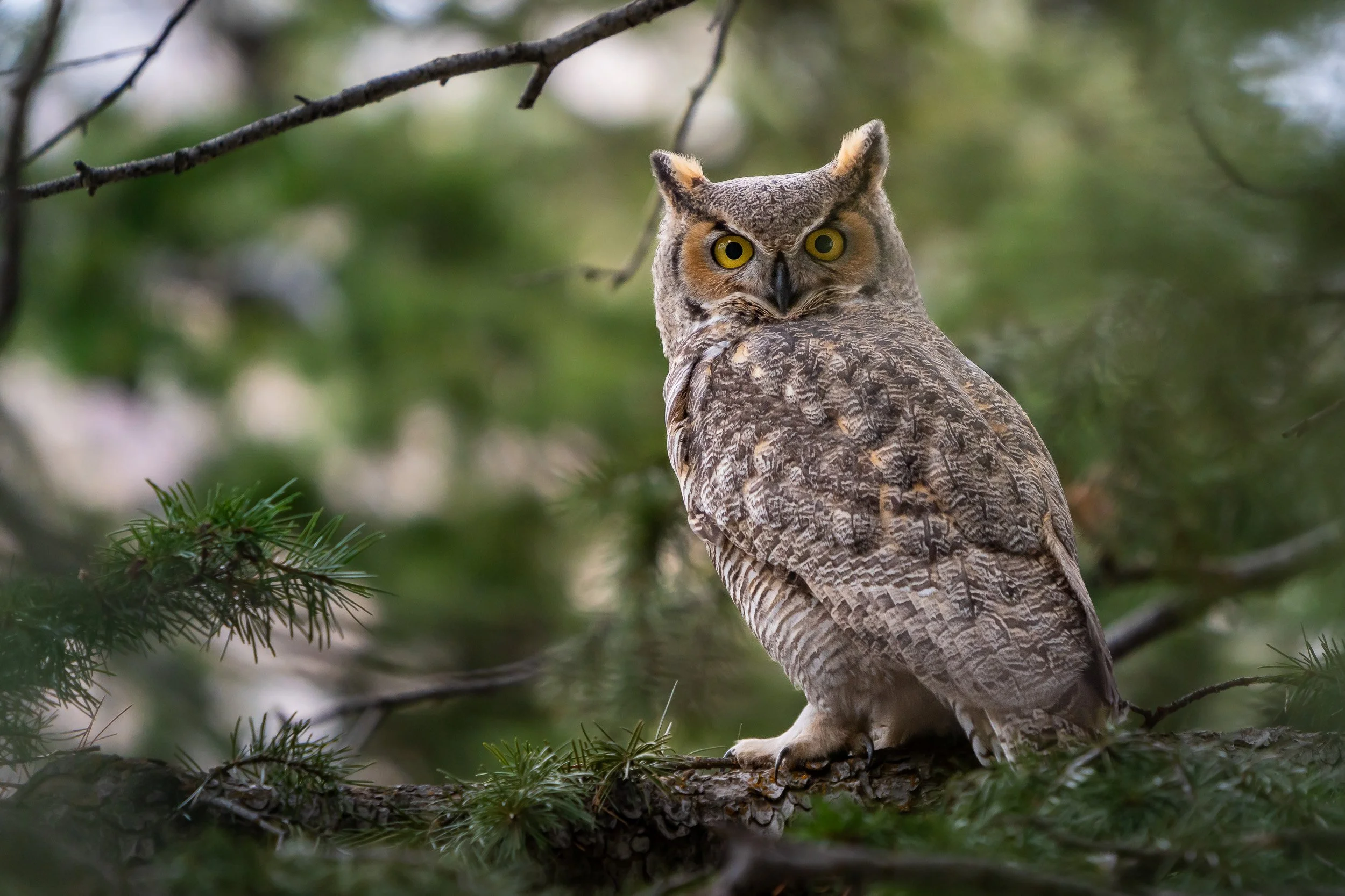 Twin Peaks Wilderness, Utah