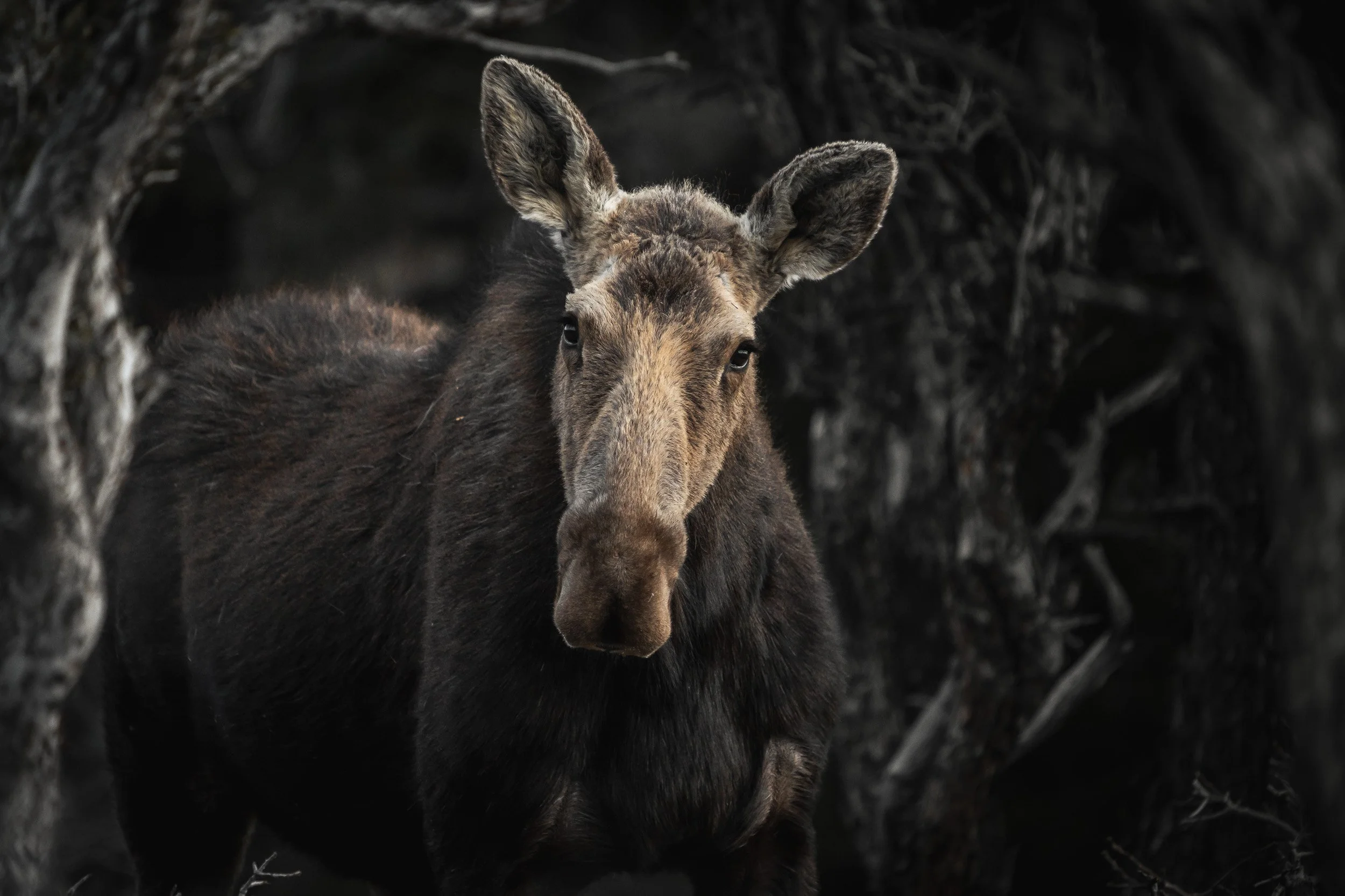 Wasatch National Forest, Utah