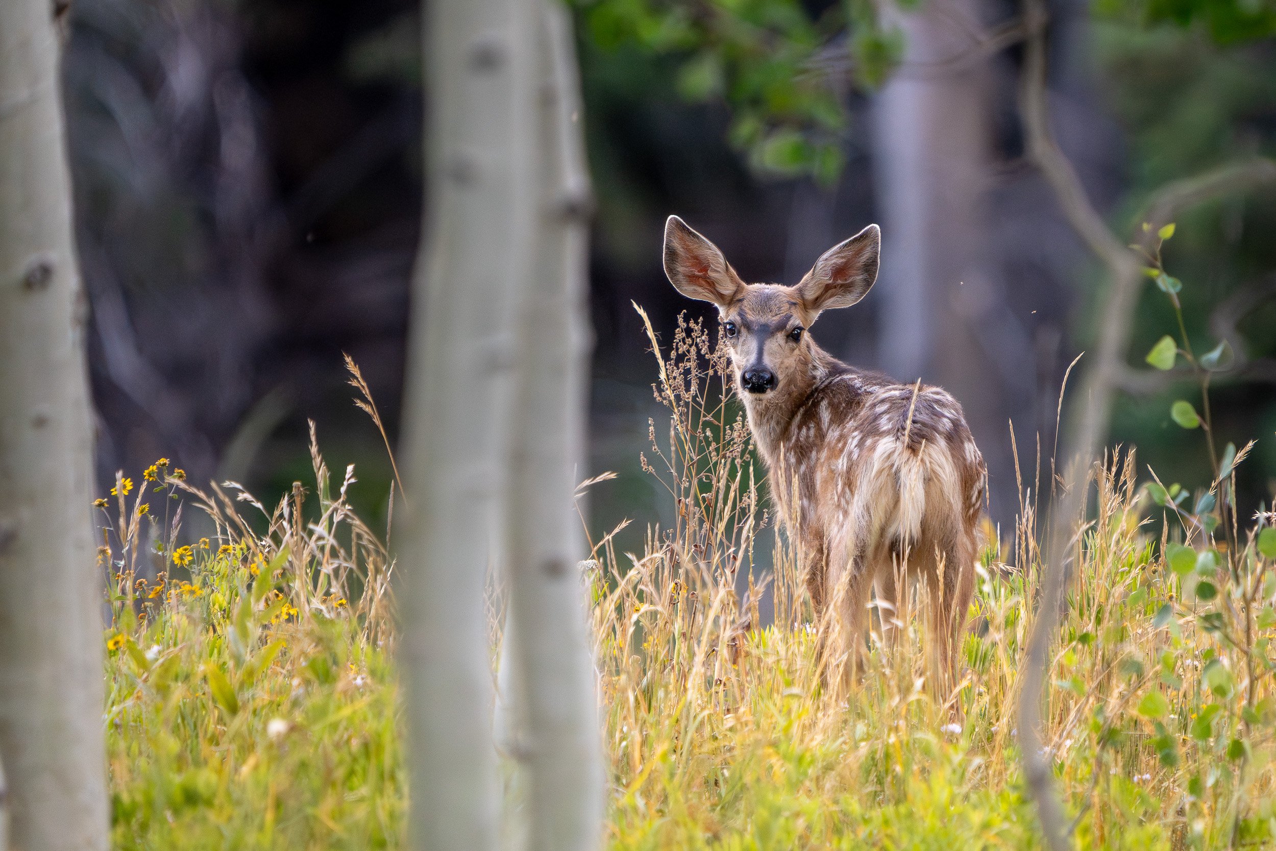 Uinta National Forest, Utah