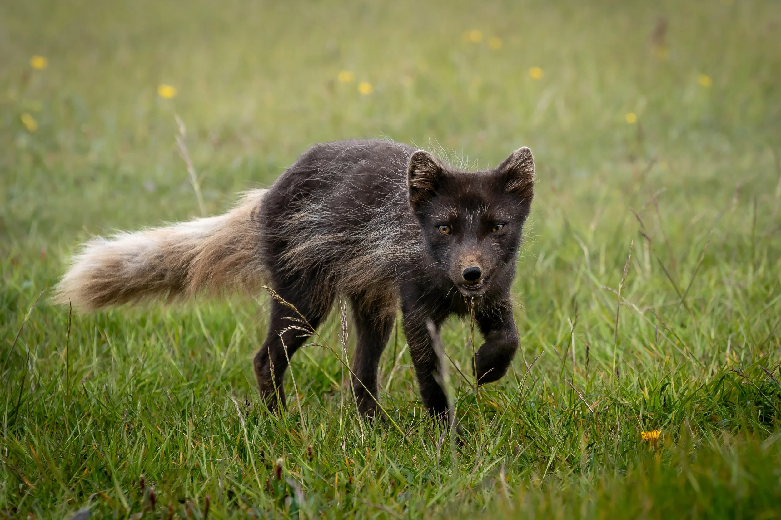 Hornstrandir, Iceland