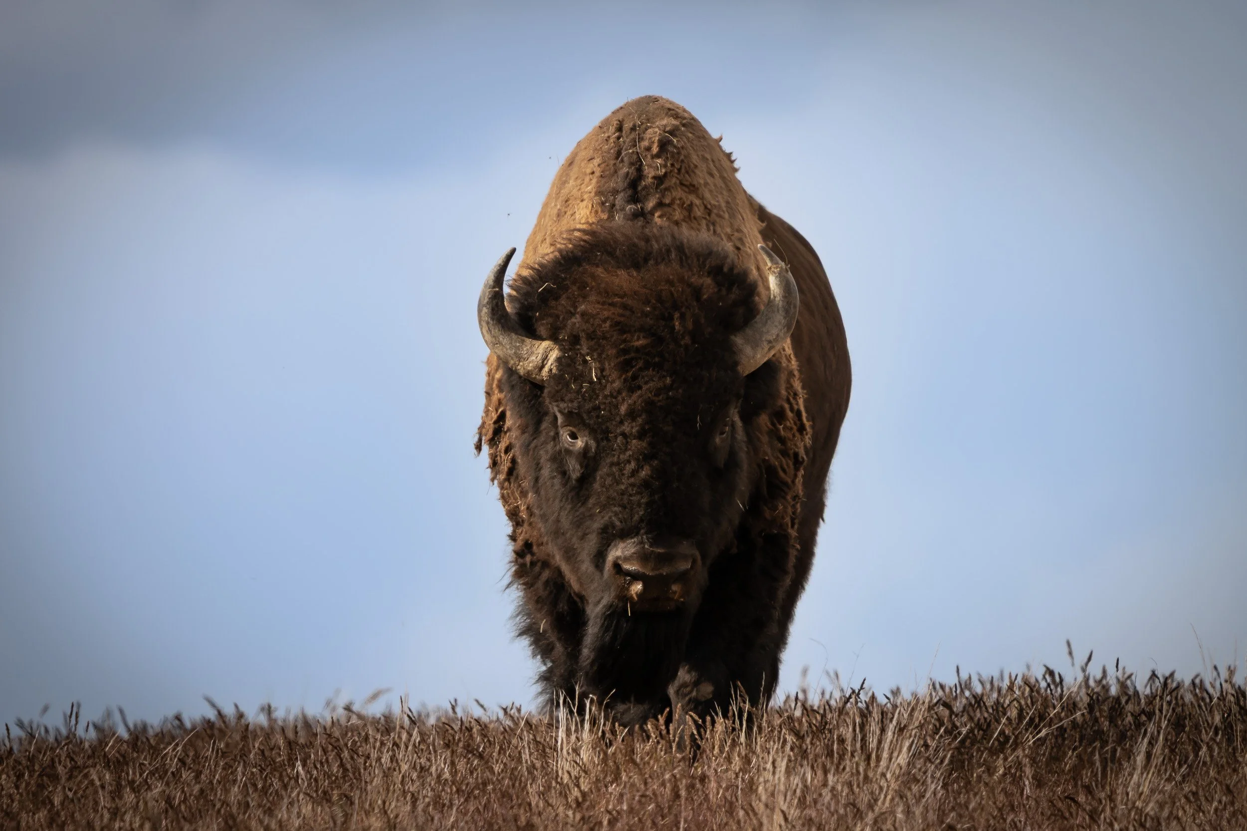 Antelope Island, Utah