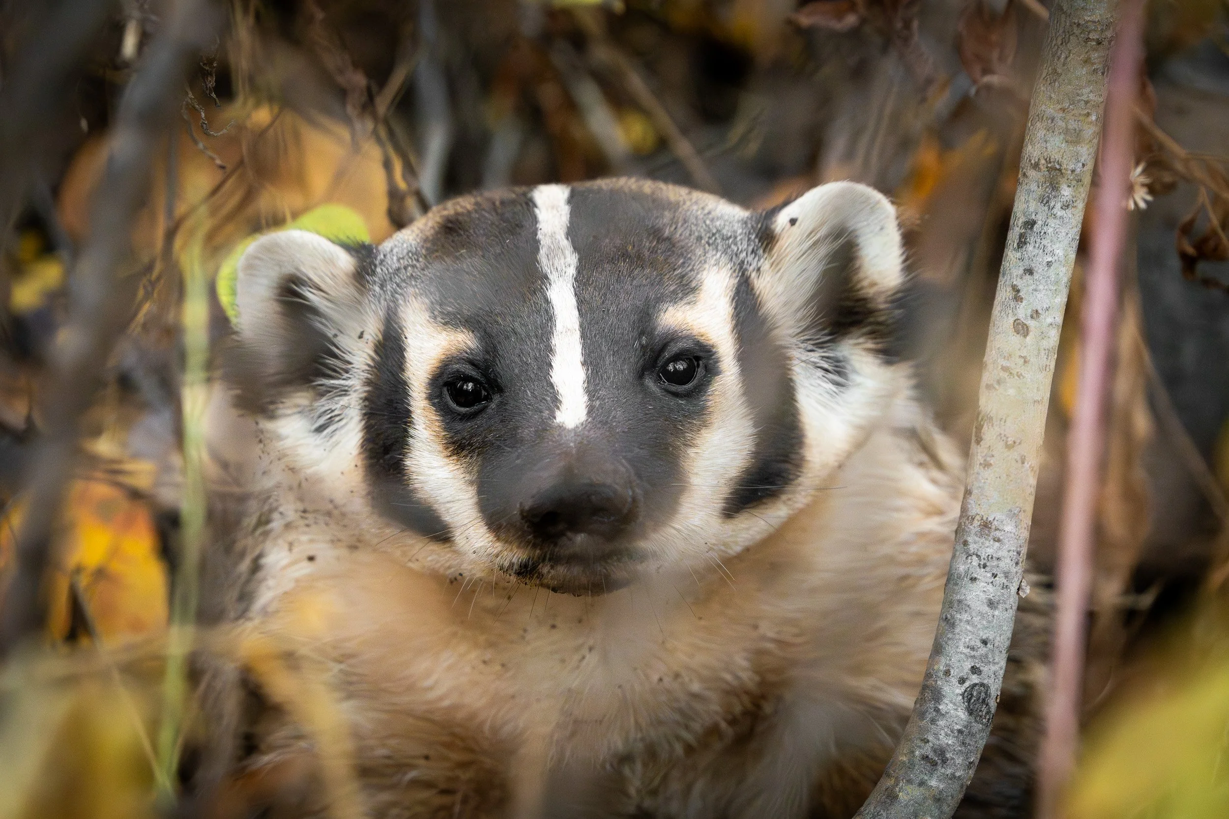 Wasatch-Cache NF, Utah